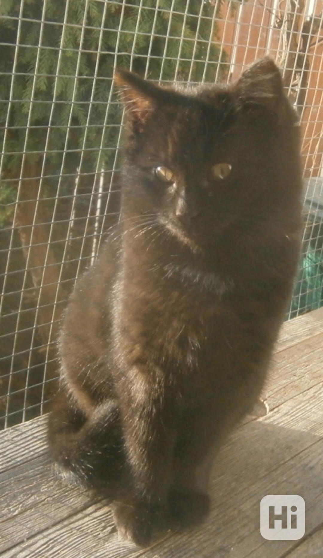 Černý hodný medvídek 3měsíční Míša hledá domov. - foto 1