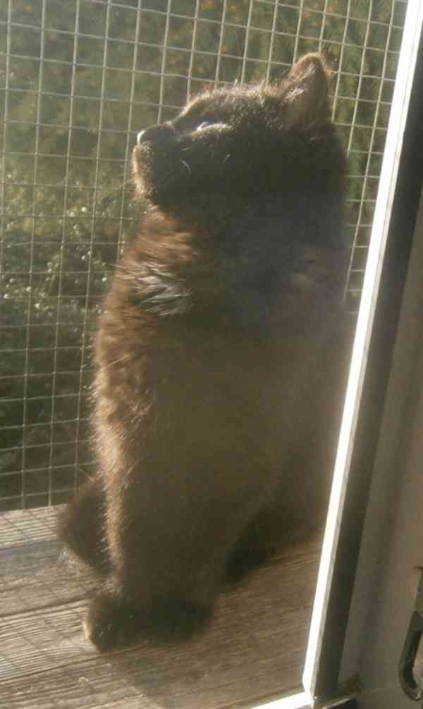 Černý hodný medvídek 3měsíční Míša hledá domov. - foto 5