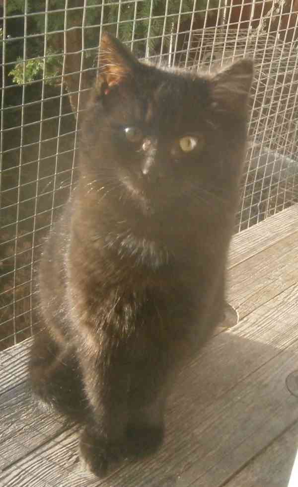 Černý hodný medvídek 3měsíční Míša hledá domov. - foto 2