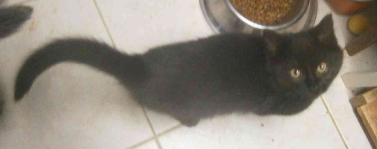 Černý hodný medvídek 3měsíční Míša hledá domov. - foto 7