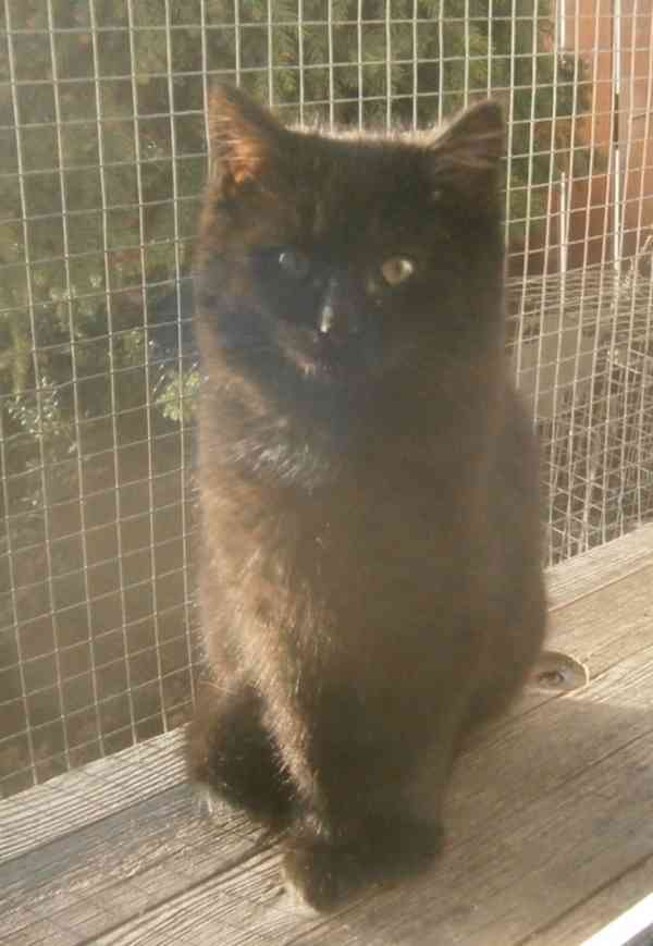 Černý hodný medvídek 3měsíční Míša hledá domov. - foto 3