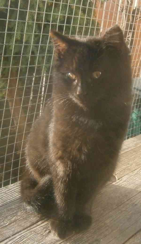 Černý hodný medvídek 3měsíční Míša hledá domov. - foto 1