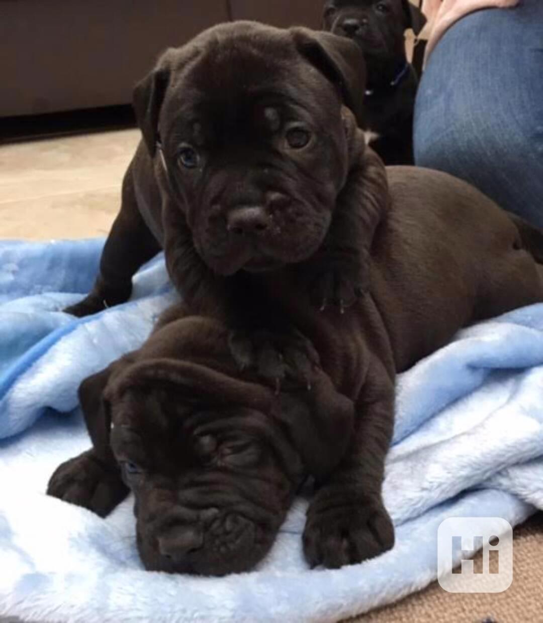 K.C reg Staffordshire Bull Terrier /štěňata. - foto 1