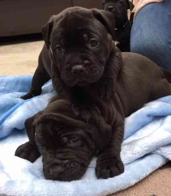 K.C reg Staffordshire Bull Terrier /štěňata. - foto 1