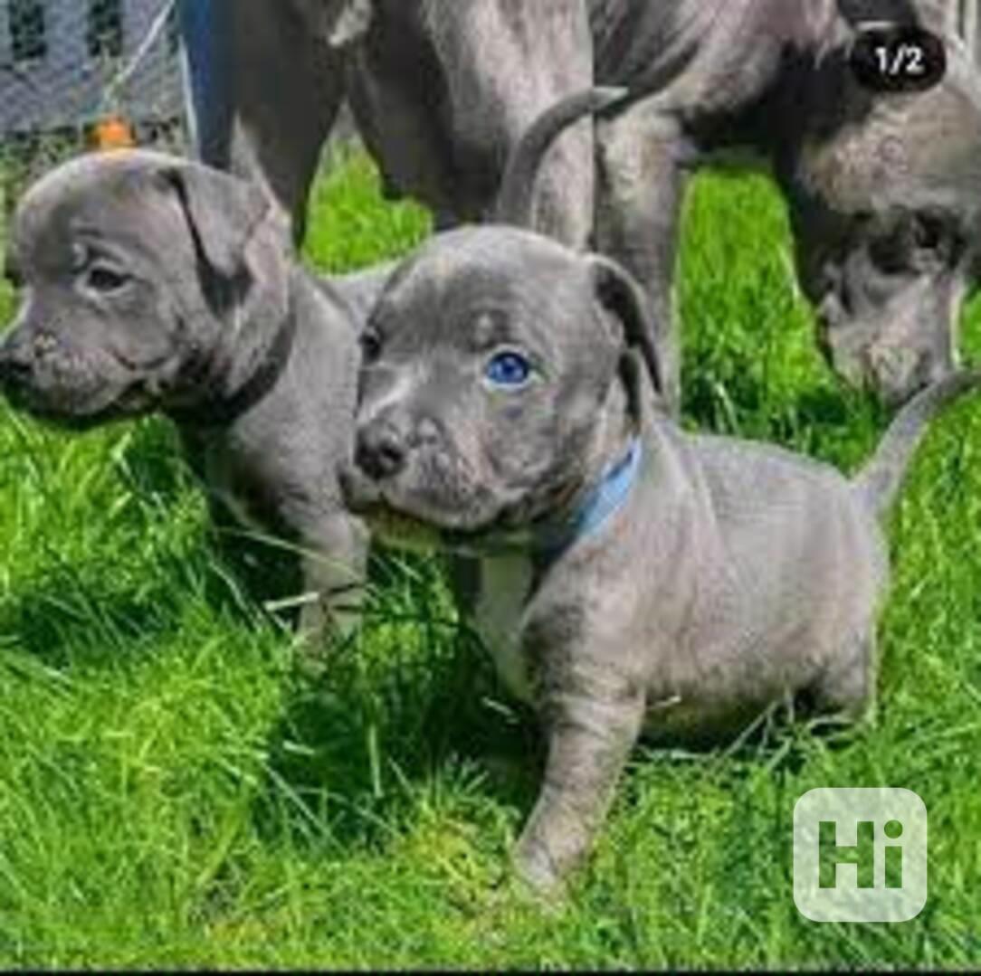 Silná štěňata stanfordského bullteriéra    - foto 1