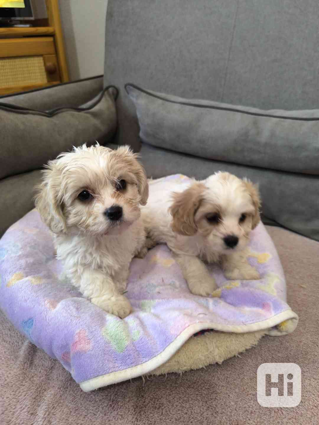 Kavalir + bišonek - foto 1