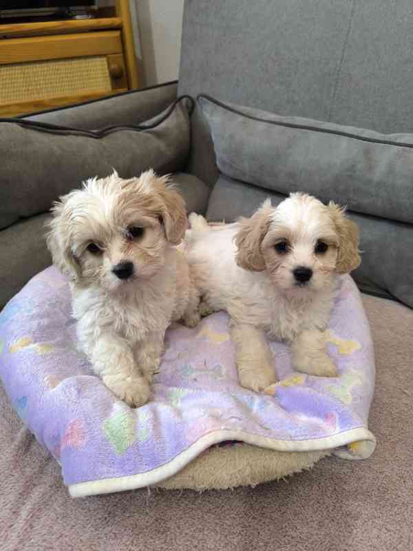 Kavalir + bišonek - foto 2