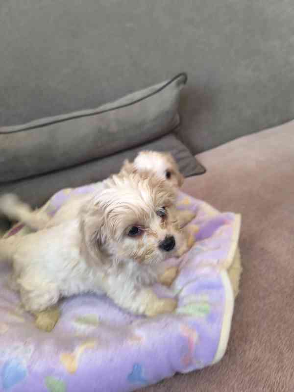 Kavalir + bišonek - foto 3