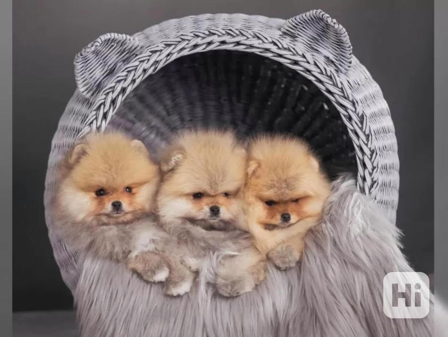 Německý špic trpasličí (Pomeranian) šťeňátka - foto 1