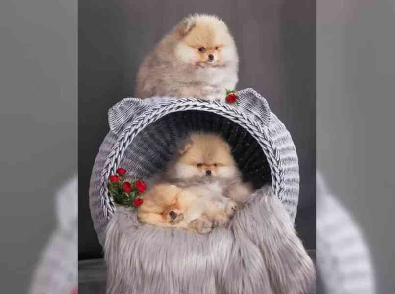 Německý špic trpasličí (Pomeranian) šťeňátka - foto 3