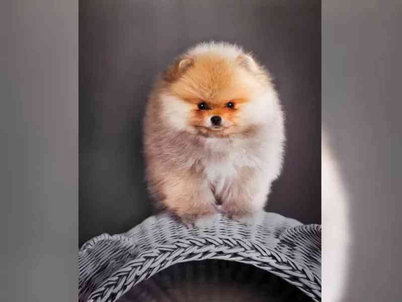 Německý špic trpasličí (Pomeranian) šťeňátka - foto 6