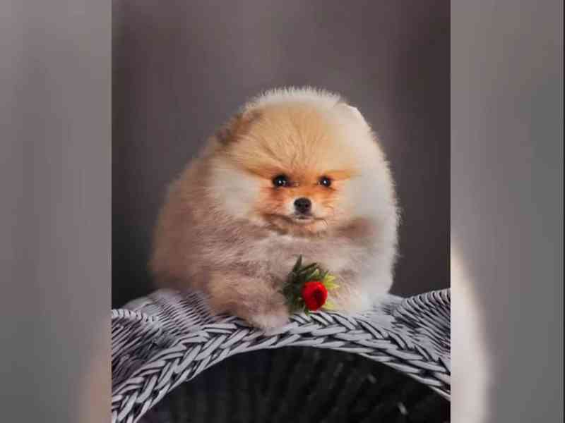Německý špic trpasličí (Pomeranian) šťeňátka - foto 5