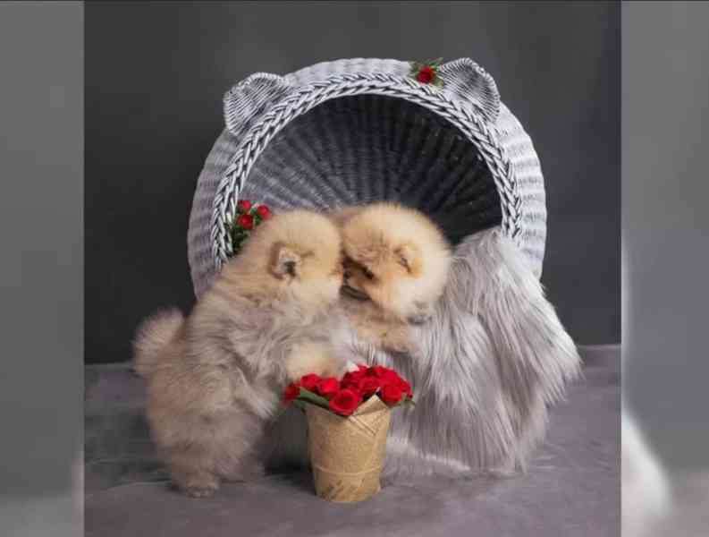 Německý špic trpasličí (Pomeranian) šťeňátka - foto 4