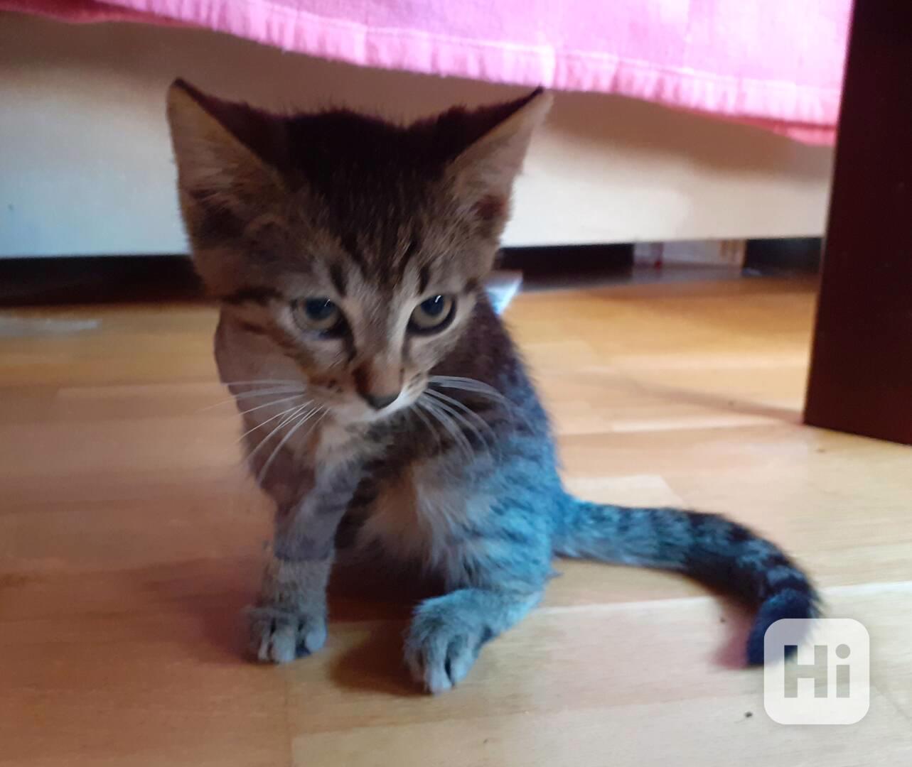 Jmenuji se Honzík a mám jen 3 nožičky.  - foto 1