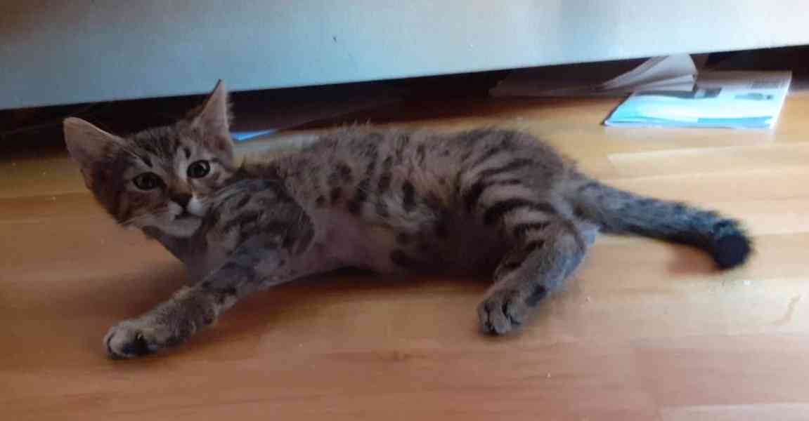 Jmenuji se Honzík a mám jen 3 nožičky.  - foto 5