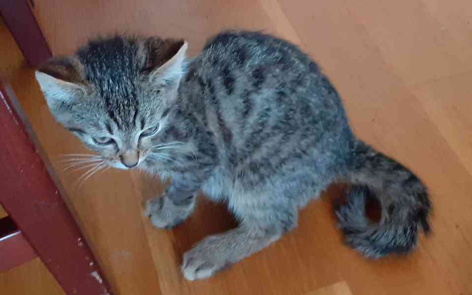 Jmenuji se Honzík a mám jen 3 nožičky.  - foto 11