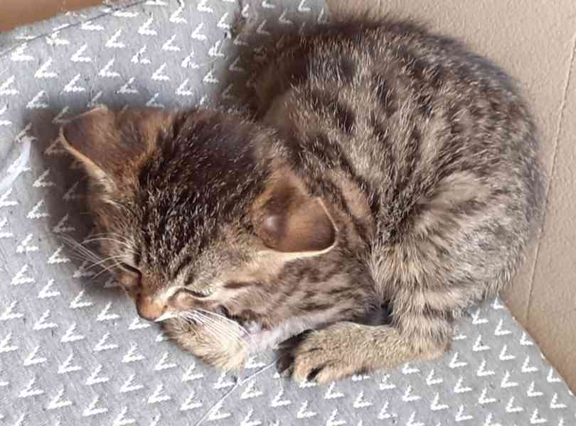 Jmenuji se Honzík a mám jen 3 nožičky.  - foto 3