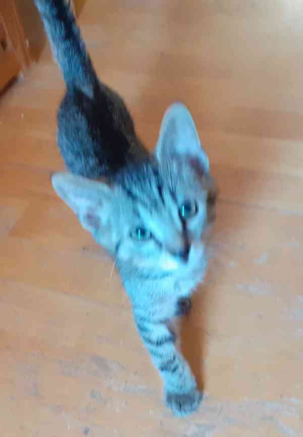 Jmenuji se Honzík a mám jen 3 nožičky.  - foto 6