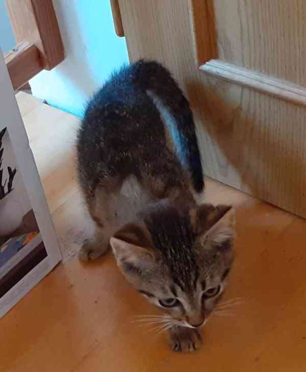 Jmenuji se Honzík a mám jen 3 nožičky.  - foto 13