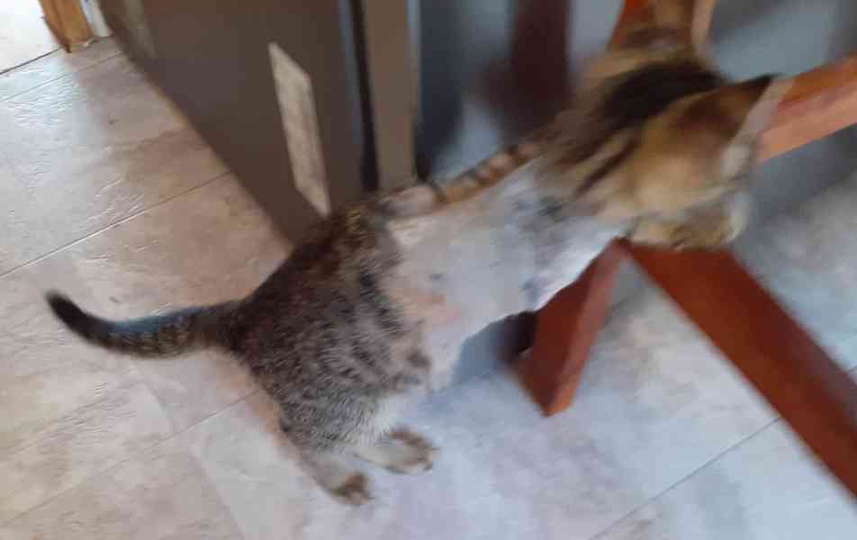 Jmenuji se Honzík a mám jen 3 nožičky.  - foto 15