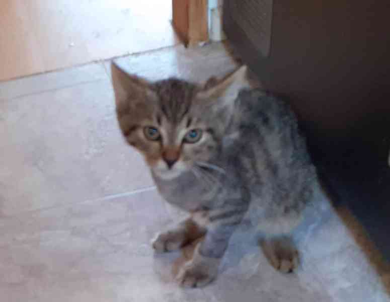 Jmenuji se Honzík a mám jen 3 nožičky.  - foto 10
