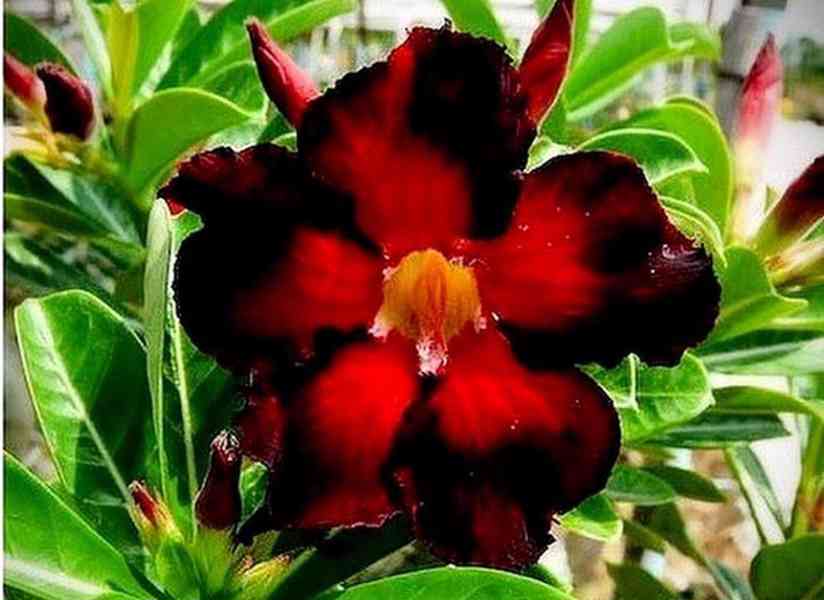 Adenium obesum 'double black fire' - semena - foto 1