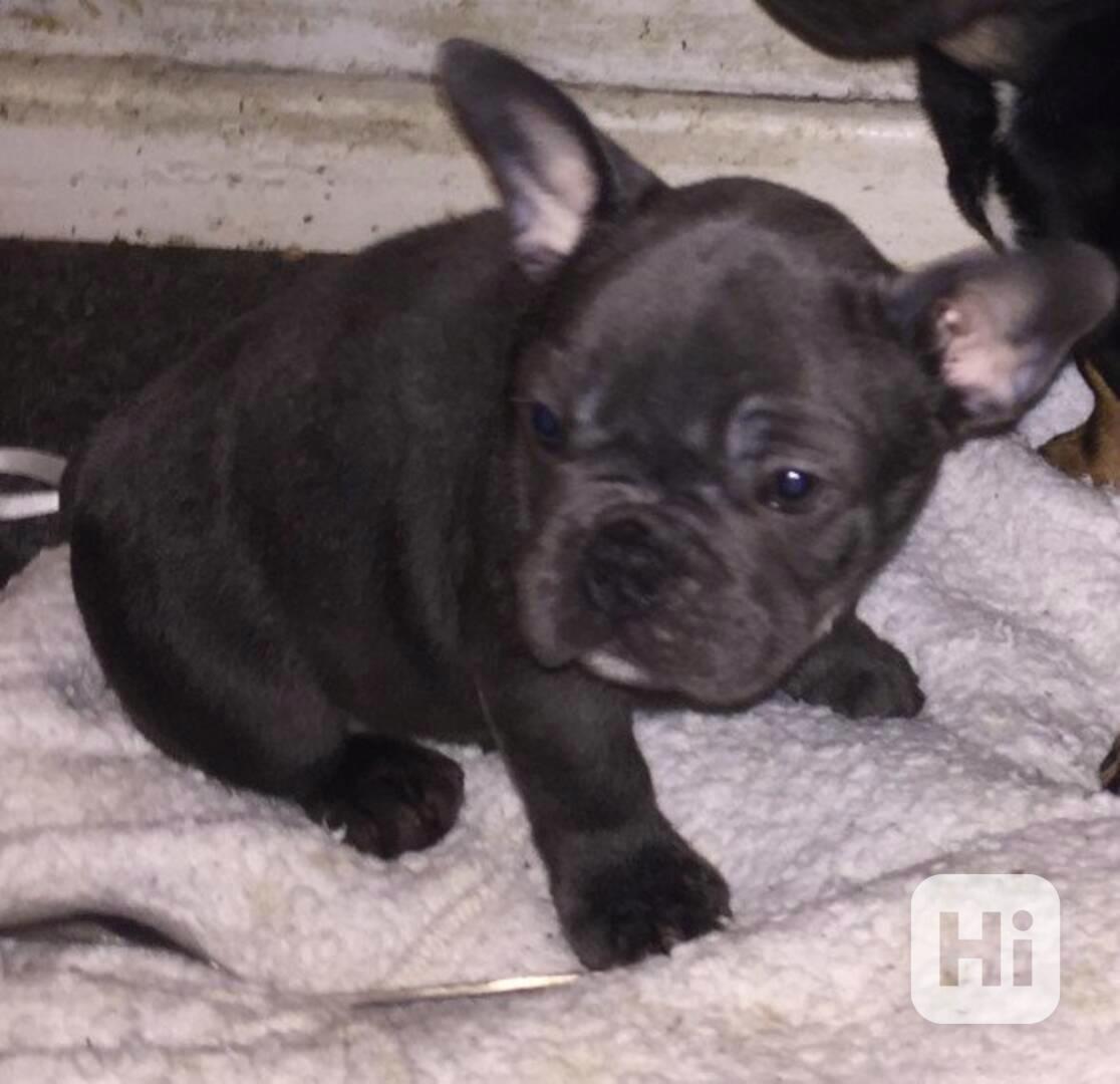 Štěňata francouzského buldoka bez srsti a samice - foto 1