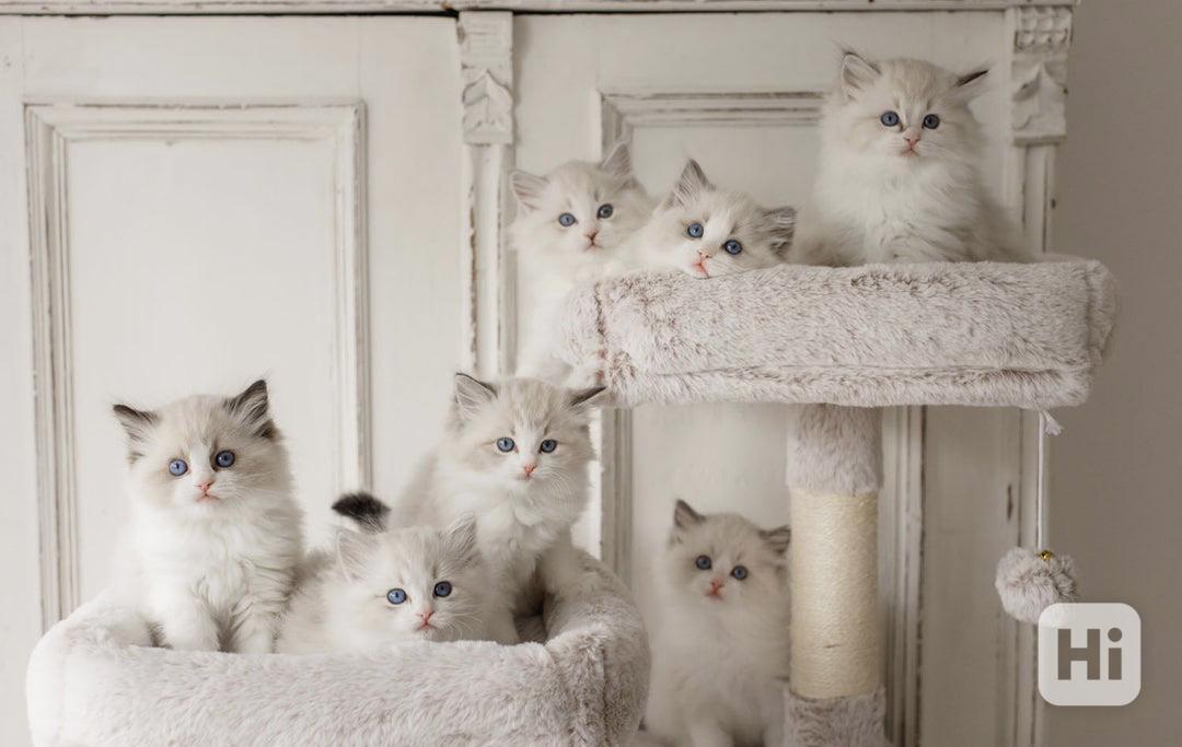 KOŤATA RAGBOLKŮ K REGISTRACI JE IHNED K DISPOZICI - foto 1