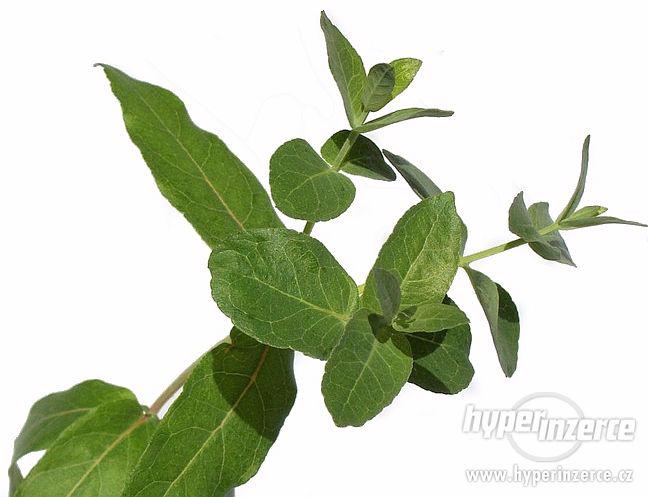 Pravý eucalyptus - blahovičník kulatoplodý nebo citronový - foto 1