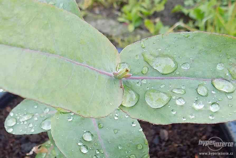 Pravý eucalyptus - blahovičník kulatoplodý nebo citronový - foto 2
