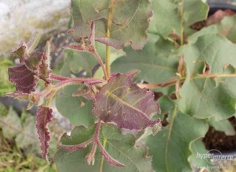 Pravý eucalyptus - blahovičník kulatoplodý nebo citronový - foto 5