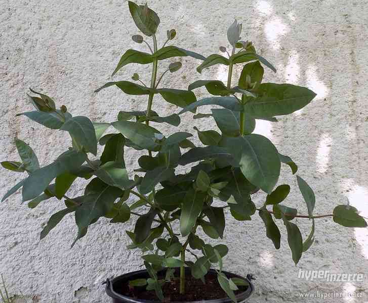 Pravý eucalyptus - blahovičník kulatoplodý nebo citronový - foto 6