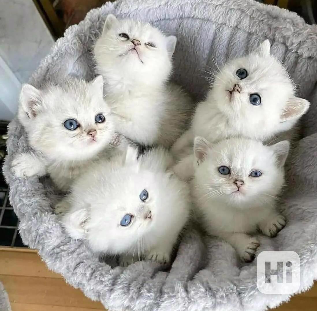 Krásná koťátka plemene Ragdoll na prodej - foto 1