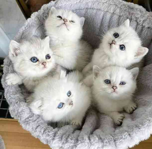 Krásná koťátka plemene Ragdoll na prodej