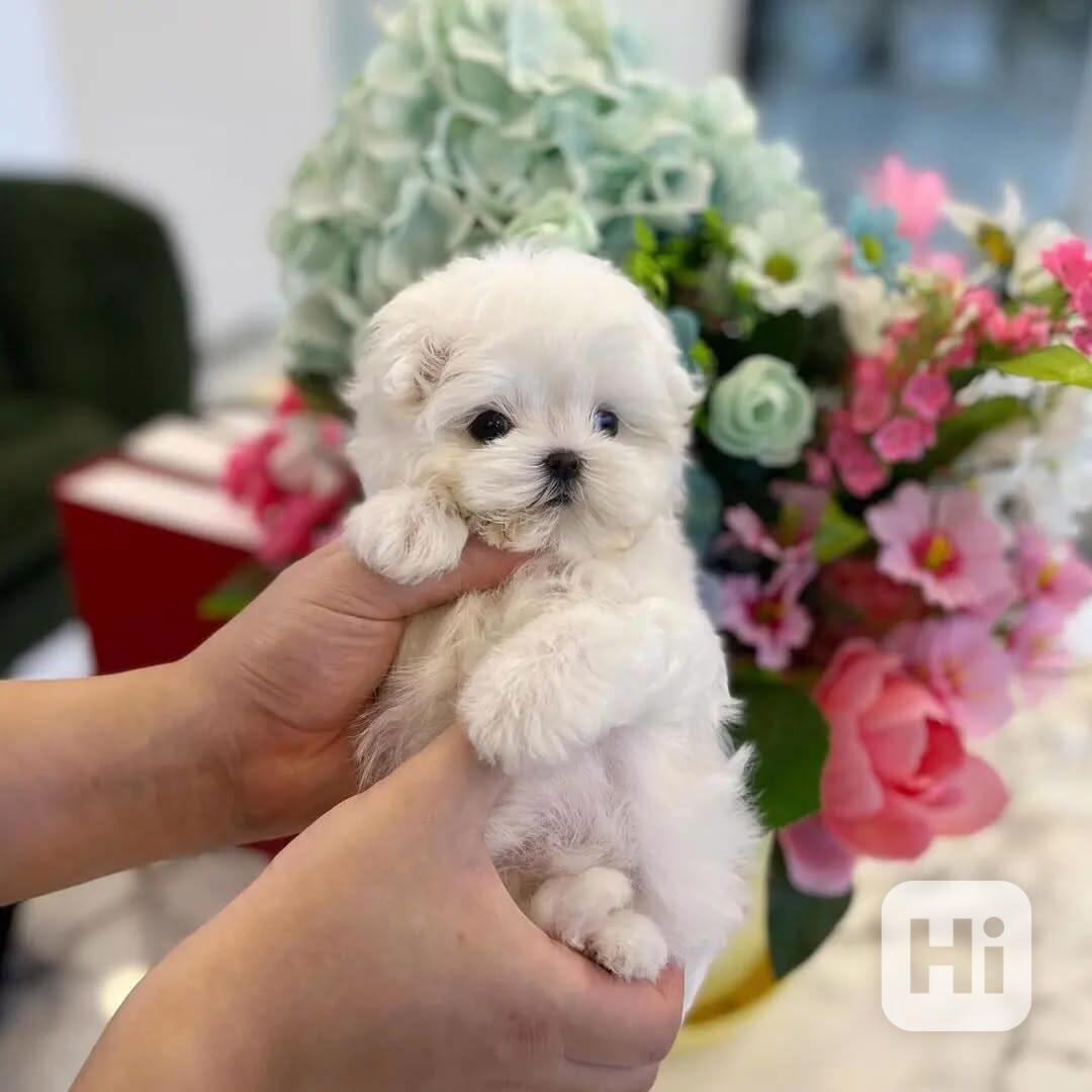 štěňata maltézského ovčáka k adopci - foto 1