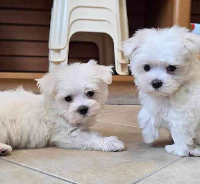 štěňata maltézského ovčáka k adopci - foto 6