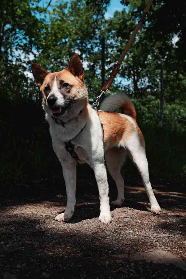 ZORKA - do 15 kg, kastrovaná fenečka 2 roky  - foto 3