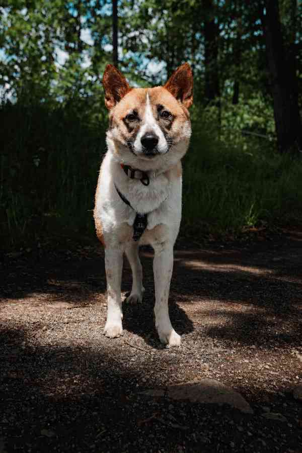 ZORKA - do 15 kg, kastrovaná fenečka 2 roky  - foto 2
