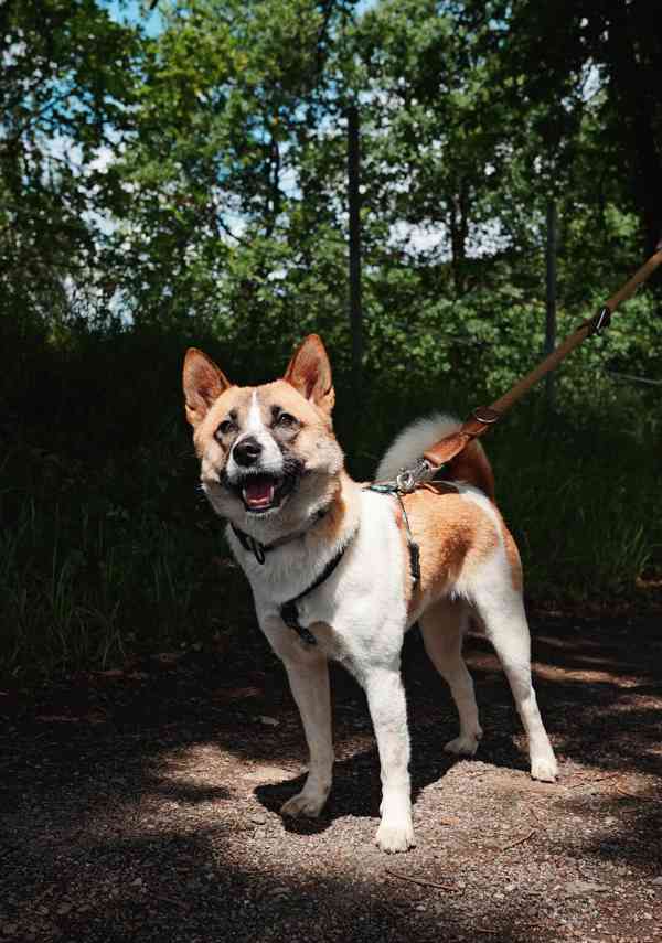 ZORKA - do 15 kg, kastrovaná fenečka 2 roky  - foto 4