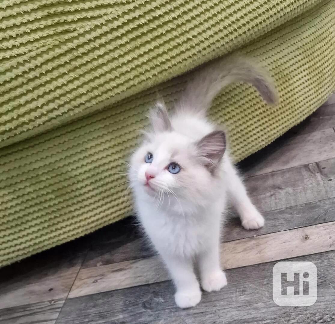 Krásná koťátka plemene Ragdoll potřebují novou rodinu - foto 1