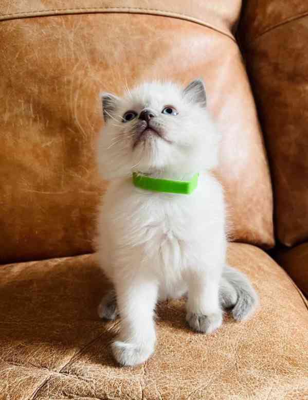 Krásná koťátka plemene Ragdoll potřebují novou rodinu - foto 2