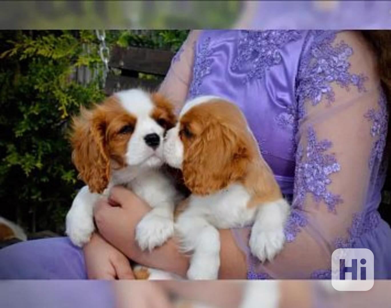  Volná štěňata kavalír King Charles španěl k adopci - foto 1