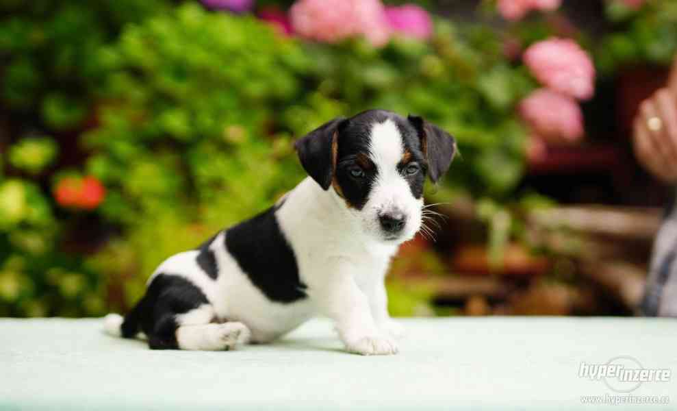Jack Russell terrier s PP - foto 4