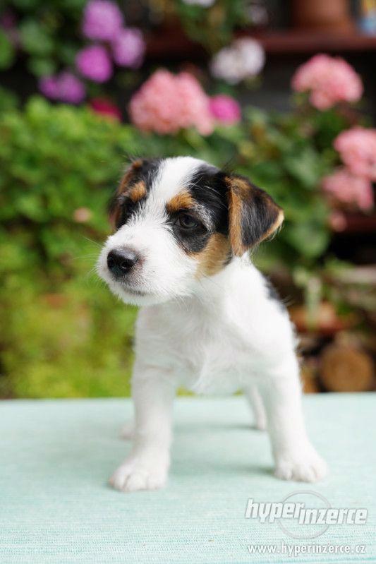 Jack Russell terrier s PP - foto 6