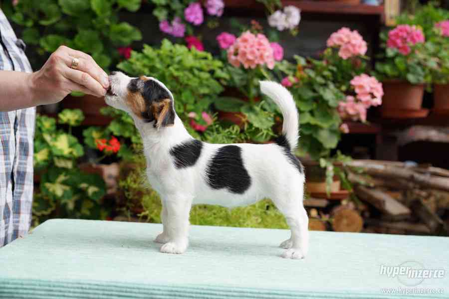 Jack Russell terrier s PP - foto 7