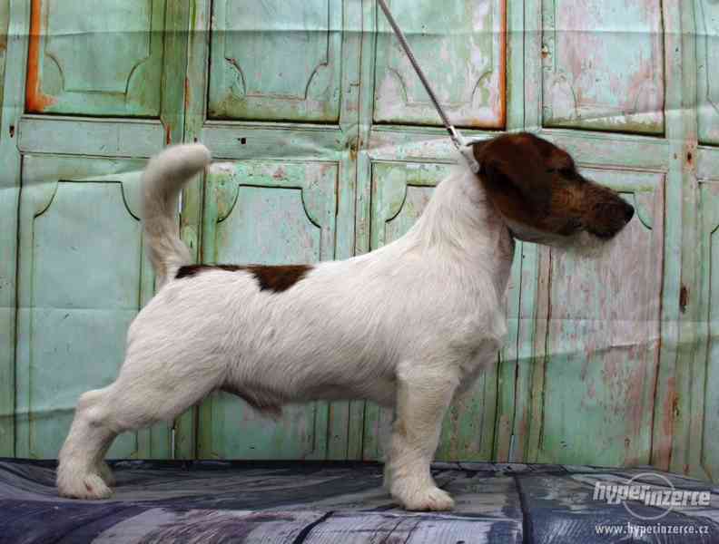 Jack Russell terrier s PP - foto 9