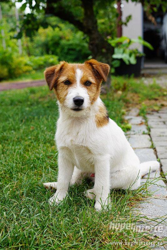 Jack Russell terrier s PP - foto 10