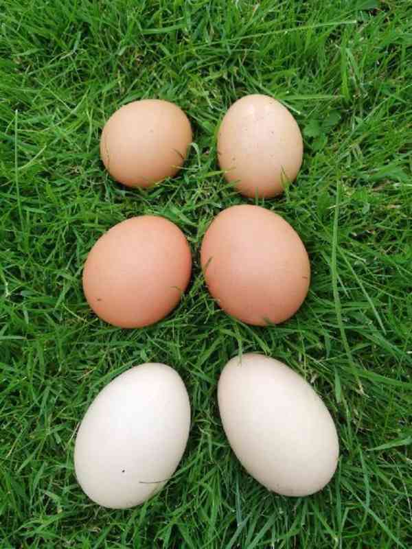Slepičí domáci vajíčka - foto 2