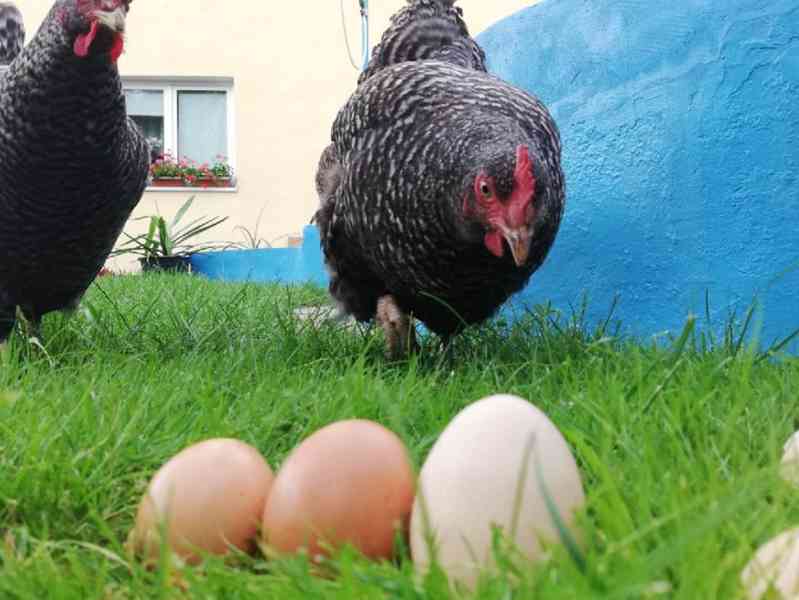 Slepičí domáci vajíčka - foto 1