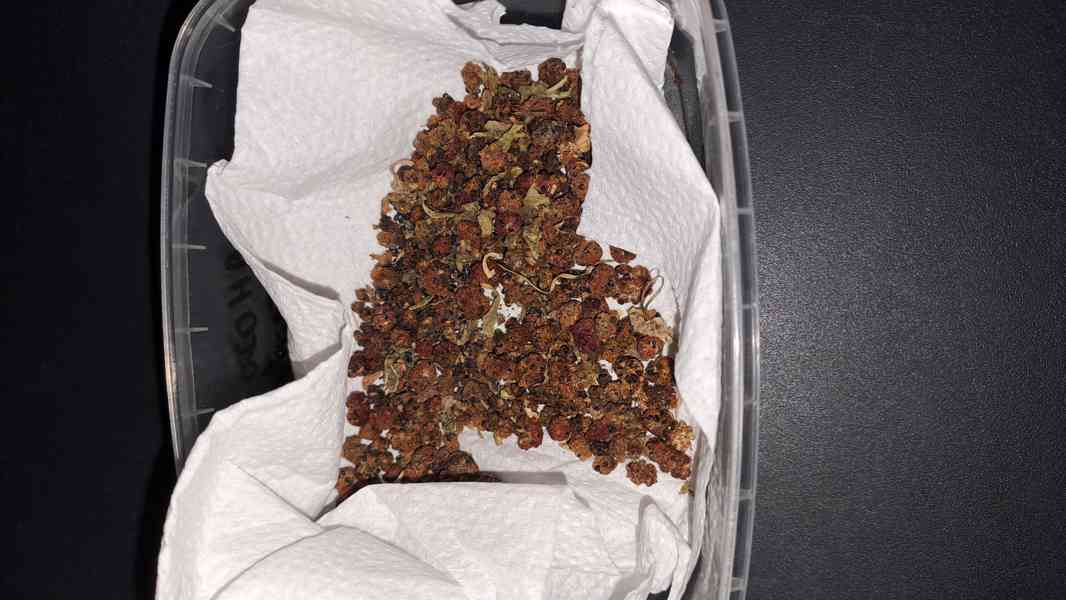 Merlík listnatý (jahodový špenát) semínka - foto 2